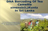 4 68 Wickramasinghe  E[1].D.T.S DNA barcoding of Tea