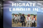 Presentation on migrate labour in punjab