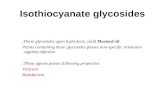 Isothiocynate glycosides