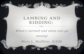 Lambing & Kidding