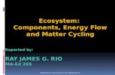 Ecosystems and Nature's Cycles