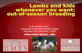 Lambs and Kids Whenever Your Want