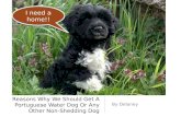 Reasons why we should get a portuguese water dog