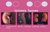 Urinary system-presentationyorkville-college-1203376567476185-2