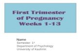 First Trimester Of Pregnancy.