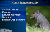 Foraging and Anti-Predation Behavior in Eastern Grey Squirrels
