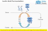 Lactic acid fermentation medical images for power point