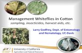 Whitefly Management Review  - Larry Godfrey