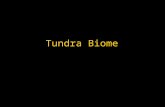Tundra biome