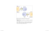 Roitt chapter 8_lymphocyte activation