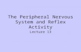 Ch 13   the peripheral nervous system and nervous activity
