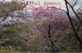 Beautiful Campus with Four Seasons in Dongguk