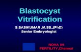 Vitrification of blastocyst stage embryos