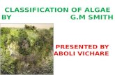 algae classification