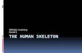 The human skeleton part 1