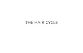 Hair cycle by aseem