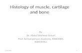 Histology of muscle, cartilage and bone