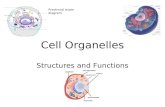 Biology 12 - Cell Organelles