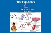 Histology epithelial tissue
