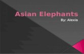 Alexia - Asian elephants