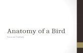 Anatomy of a Bird Review