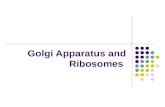 Golgi apparatus and ribosome