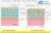 A comparison of the cell walls   gram-positive and gram-negative medical images for power point