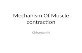 Muscle contraction mechanism chirantan mandal