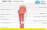 Upper legs posterior view medical images for power point