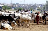 Cow Mandi – Bakra Eid Celebrations in Pakistan