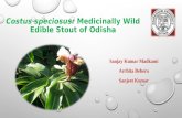 Costus speciosus: Medicinally Wild Edible Stout of Odisha