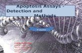 Apoptosis assays   detection and methods