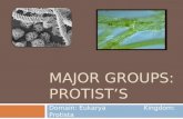 Major groups  protists