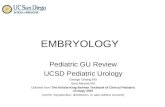 PEDI GU REVIEW embryology i