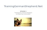 German Shepherd Training Made Easy