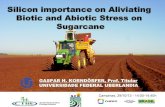 Silicon Importance on Aliviating Biotic and Abiotic Stress on Sugarcane