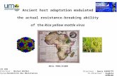 Nils Poulicard - Relations entre histoire évolutive et capacité d'adaptation à des hotes résistants chez le Rice yellow mottle virus