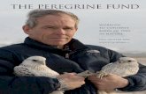 The Peregrine Fund Newsletter FALL-WINTER 2006
