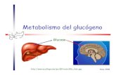 Metabolismo Glucogeno
