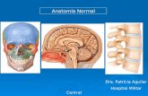 Anatomia Normal Snc