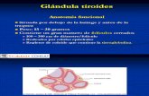 WH Glándula tiroides