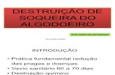 DESTRUIÇÃO DE SOQUEIRA DO ALGODOEIRO