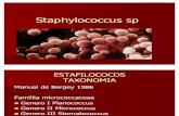 Staphylococcus Sp Meso