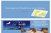Biological Rhythms and Sleep 2011