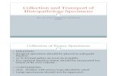 Collection and Transport of Histopathology Specimens
