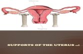 Supports of the Uterus