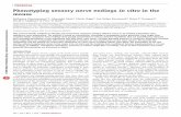Zimmermann Et Al (P Reeh) 2009 Phenotyping Sensory Nerve Endings in Vitro in the Mouse Protocol]