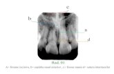 Anatomia Radiografica de Odontologia