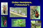 Chapter 25 Hemiptera