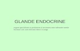 Boli Endocrine